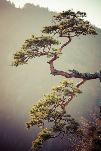 istock Sokolica, most famous tree in Pieniny Mountains 652815770