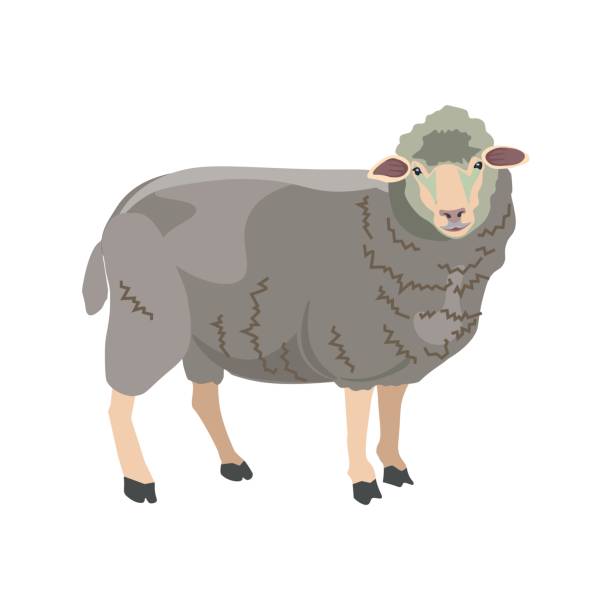Sheep Sheep on white background. Vector illustration sheep illustrations stock illustrations