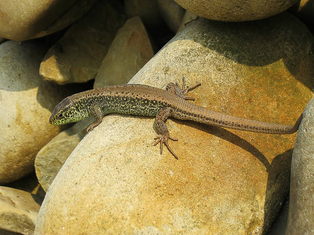 istock Little green lizard crawling on rocks and basking in the sun 652816884