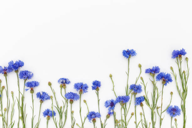 istock Flowers on white background. Top view, flat lay 652818896