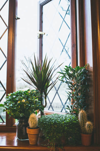 istock Green Indoor Plants on a ledge by an open window 652819072