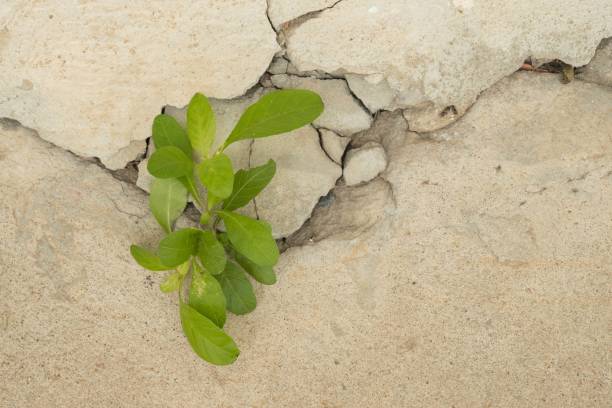 istock young plant growth on the old white crack wall background 652821914