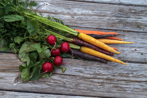 istock Organic red radishes and carrots 652822346