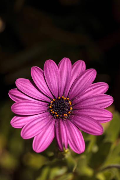 istock Macro of African daisy Osteospermum ecklonis 652825782