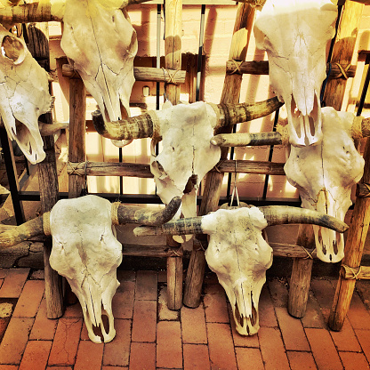 Variety of steer skulls on display on a sidewalk in Santa Fe, New Mexico. American Southwest.