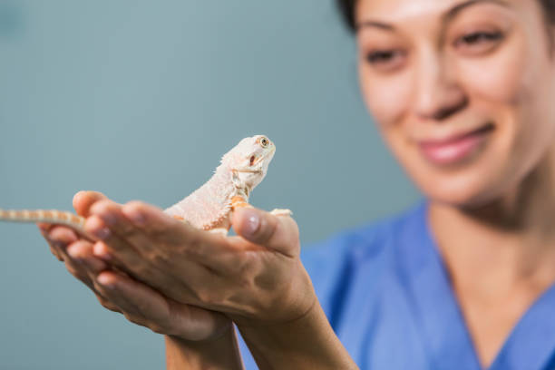 istock Bearded dragon being examined by veterinarian 652836296