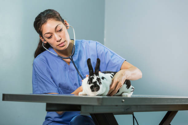istock Female veterinarian examining rabbit 652836298