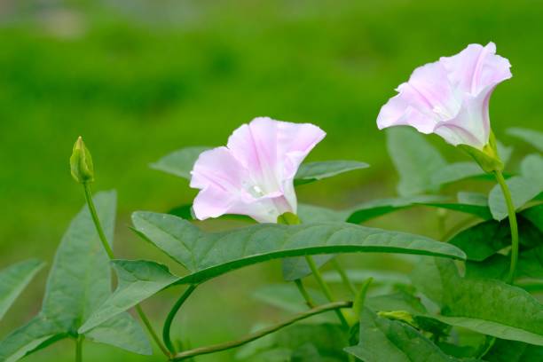 istock A thin pink hill gao that blooms every year. 652839526