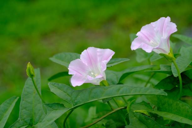 istock A thin pink hill gao that blooms every year. 652839534