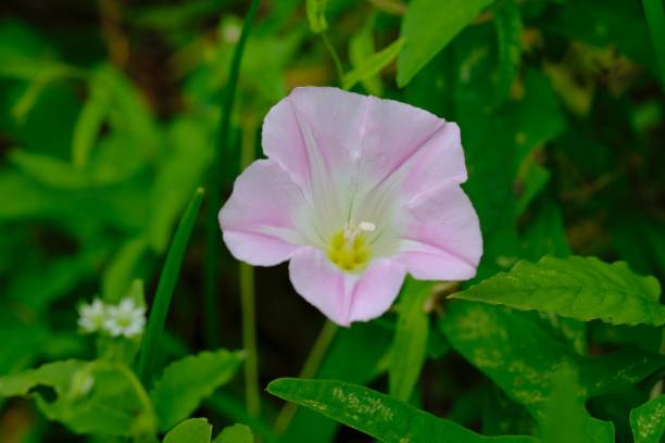 istock A thin pink hill gao that blooms every year. 652839536