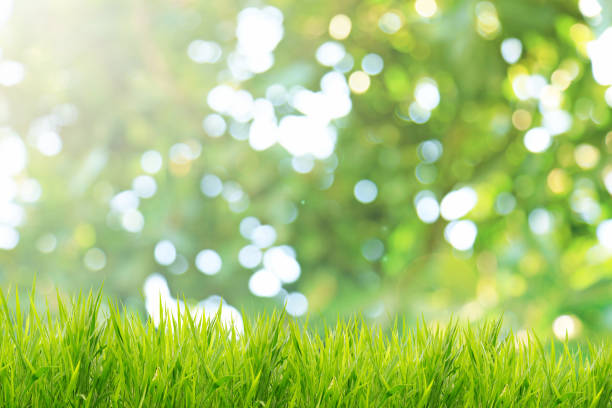 istock Spring or summer and grass field with sunlight blurred background 652839622