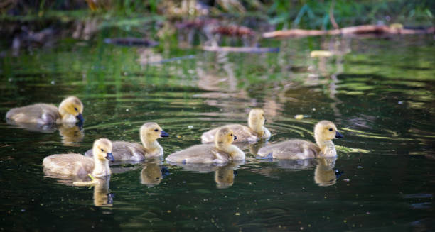 istock Canadian Geese Goslings 12 652840356