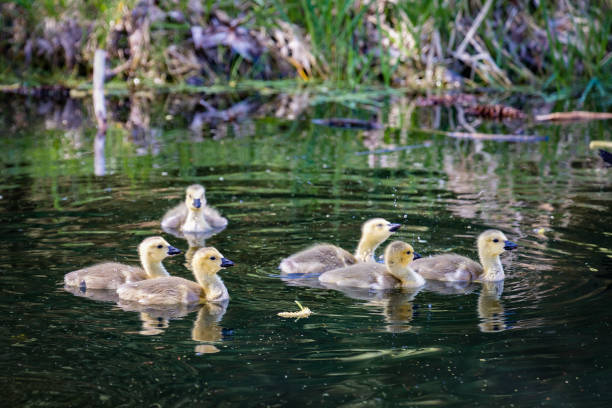 istock Canadian Geese Goslings 11 652842588