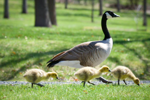 istock Canadian Geese Goslings 7 652843664