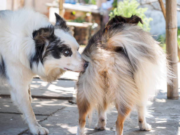 Dog sniffing other dog's rear before they have sex, close-up stock photo
