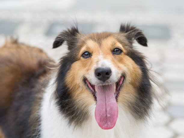 istock Dog, Shetland sheepdog, collie 652847456