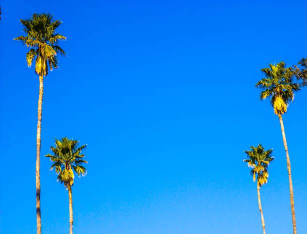 istock Four Palm Trees Marking Entry To Vintage Building 652857290