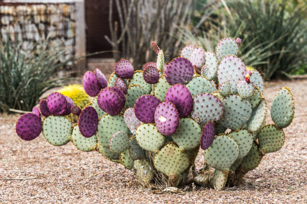 istock Prickly Pear Cactus In Arizona Desert 652857294