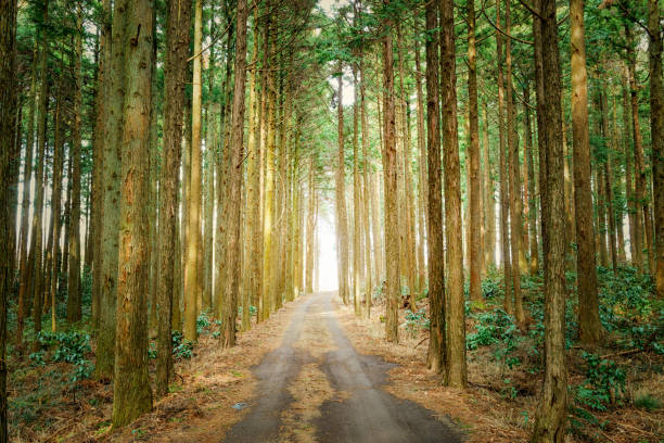 Forest Walk Forest walkways, forest roads in the mountains, cedar forests, Forestry in Japan 木漏れ日 stock pictures, royalty-free photos & images