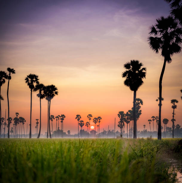 Sugar palm trees in the rice fields at misty morning,countryside of thailand surrounded by lush green plants