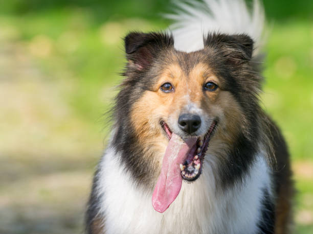 istock Dog, Shetland sheepdog, collie 652861644