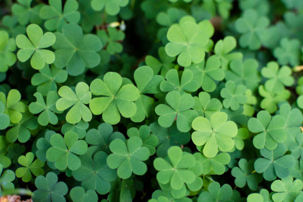 istock leaf green plant close up for background 652861736