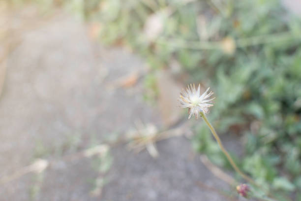 Grass flower on the meadow at sunlight nature background spring