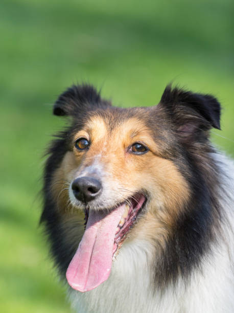 istock Dog, Shetland sheepdog, collie 652861946