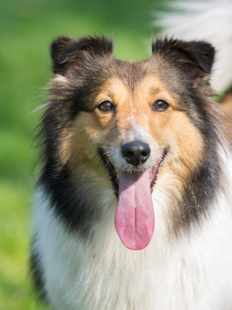istock Dog, Shetland sheepdog, collie 652864478