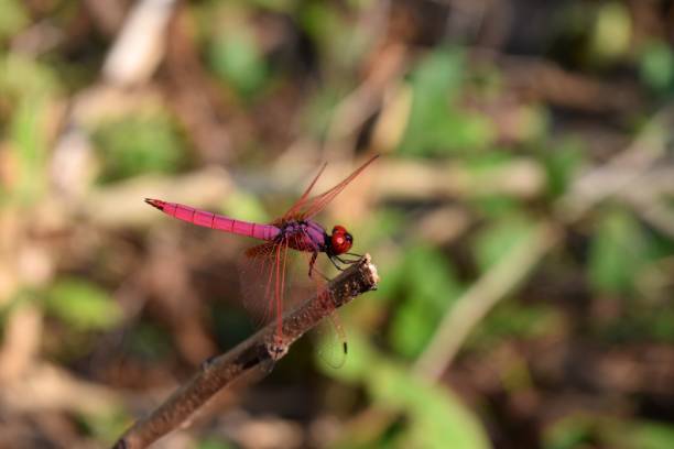 istock Crimson Marsh Glider ,Trithemis aurora,Beautiful pink dragonfly with red eyes 652864858