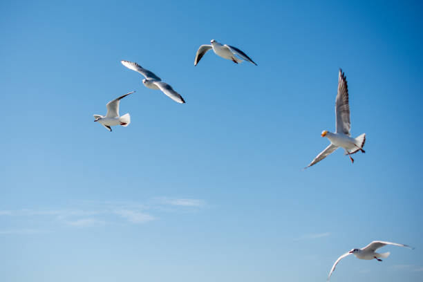istock Seagulls flying in sky over the sea waters 652865074