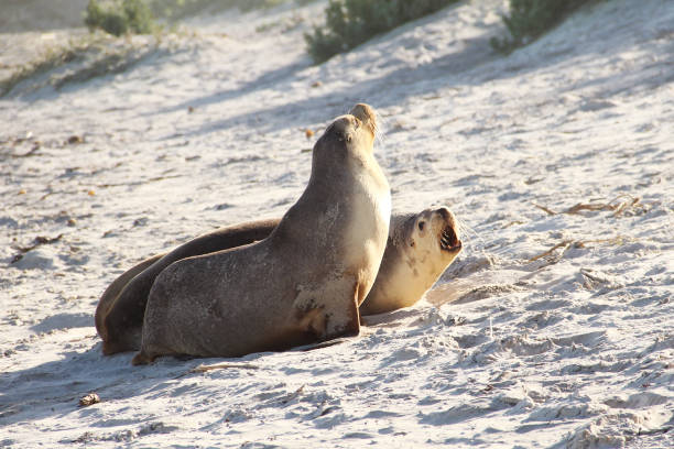 istock Sea Lion sun bathing 652867674