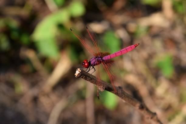 istock Crimson Marsh Glider ,Trithemis aurora,Beautiful pink dragonfly with red eyes 652868064