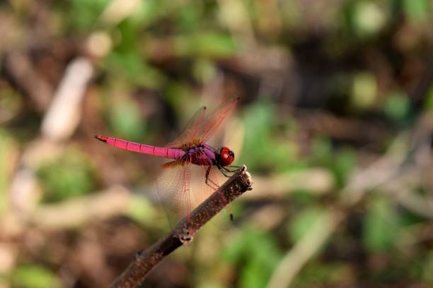 istock Crimson Marsh Glider ,Trithemis aurora,Beautiful pink dragonfly with red eyes 652868800