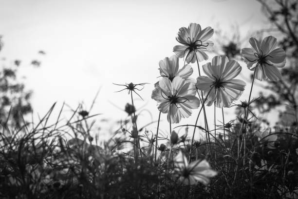 istock Cosmos flowers at sunset in park 652868814