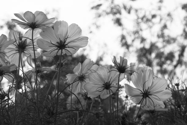 istock Cosmos flowers at sunset in park 652868876
