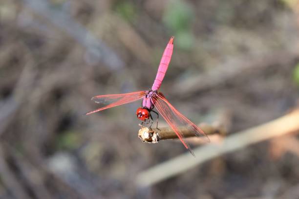istock Crimson Marsh Glider ,Trithemis aurora,Beautiful pink dragonfly with red eyes 652869078