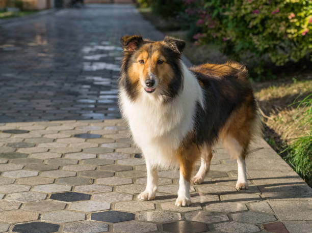 Dog, Shetland sheepdog, collie