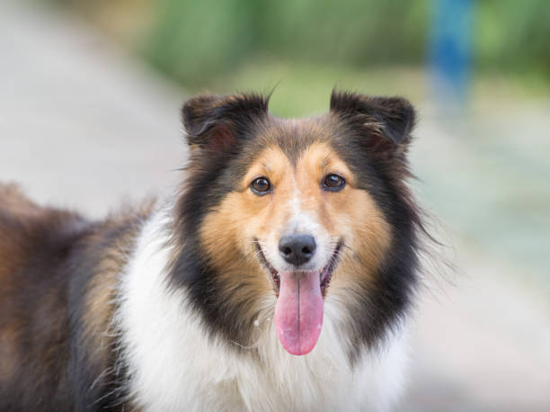 istock Dog, Shetland sheepdog, collie 652872042