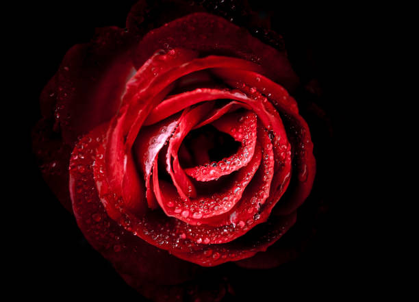 istock isolated roses close up on black background 652872144
