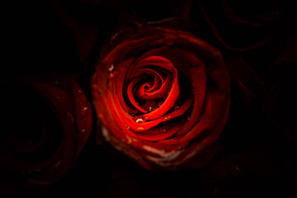 istock isolated roses close up on black background 652872182