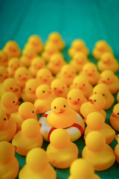 istock Yellow rubber duck on a life saving inflatable rubber ring whilst a crowd of other ducks gather round trying to get on the life saver. Concept of survival. 652872360