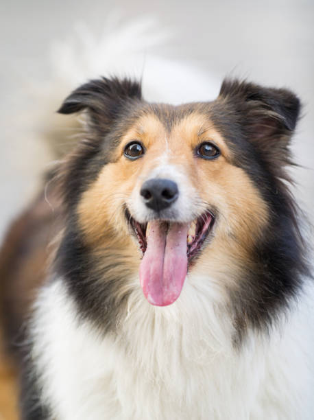 istock Dog, Shetland sheepdog, collie 652875222