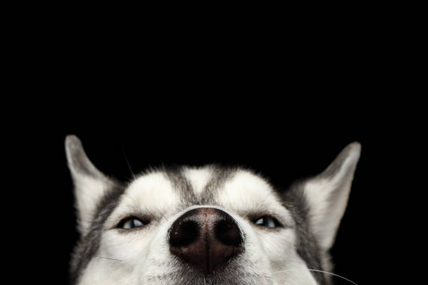 istock Siberian Husky Dog on Isolated Black Background 652875966