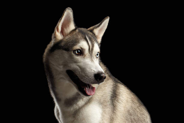 istock Siberian Husky Dog on Isolated Black Background 652876074