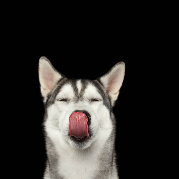 istock Siberian Husky Dog on Isolated Black Background 652878574