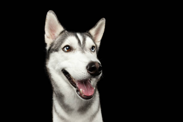 istock Siberian Husky Dog on Isolated Black Background 652878638