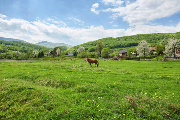 istock Brown horse on pasture. Carpathian mountains. Summer 652879514