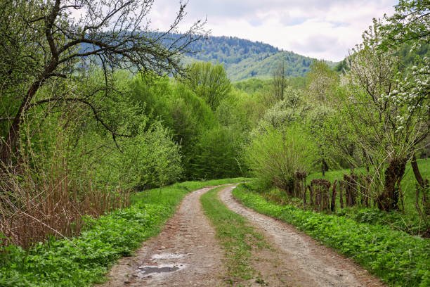 istock Earth road in forest. Carpathian mountain 652879682