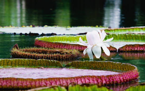 빅토리아 amazonica의 꽃, 가장 큰 수련 - victoria water lily 뉴스 사진 이미지